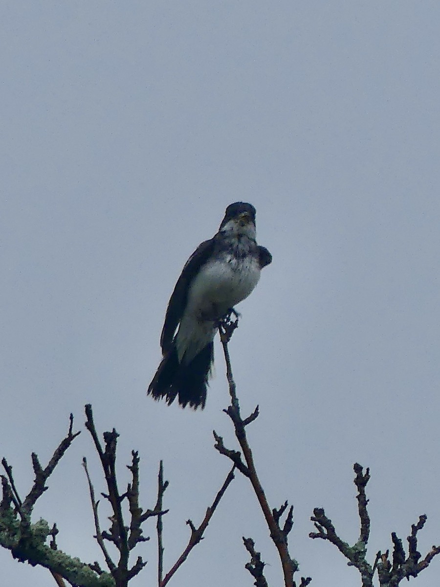 Eastern Kingbird - ML642458764