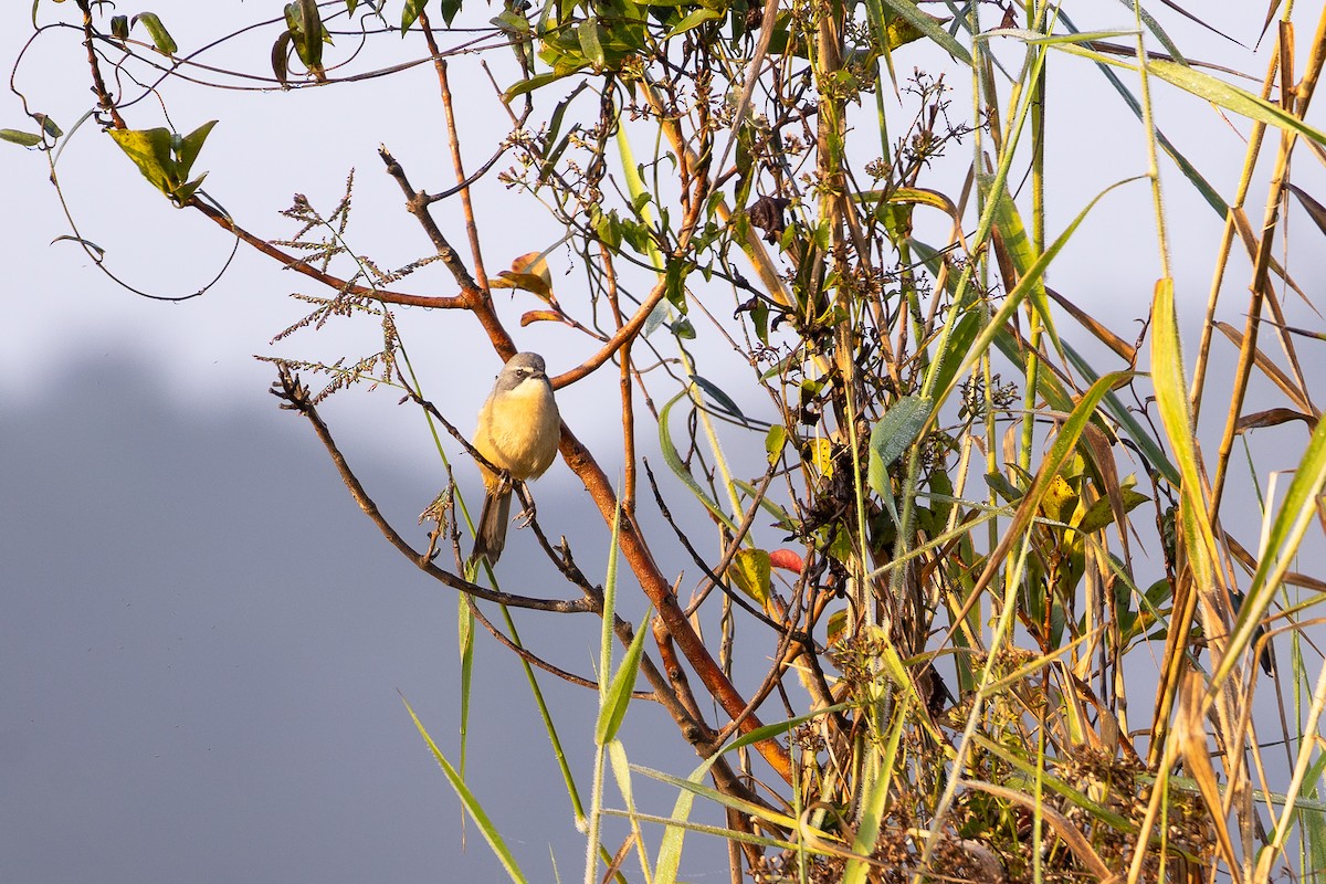 Long-tailed Reed Finch - ML642458775