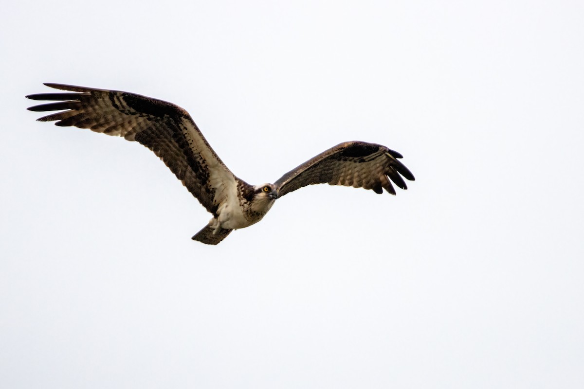 Águila Pescadora (americana) - ML642458780