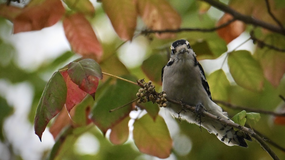 Downy Woodpecker - ML642458783