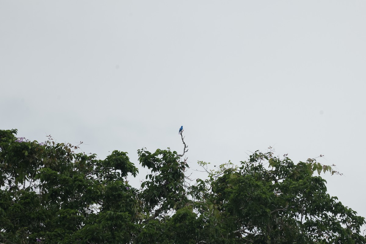 Plum-throated Cotinga - ML642458787