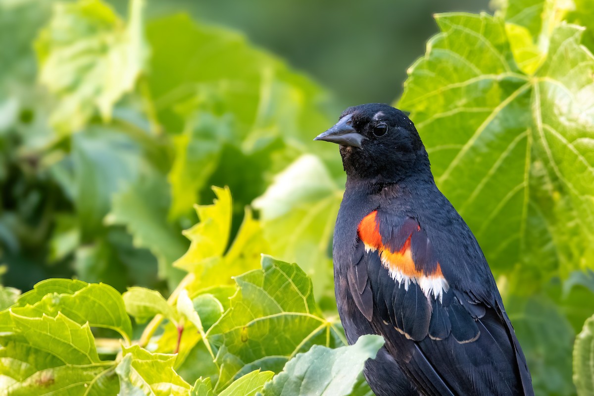 Red-winged Blackbird (Red-winged) - ML642458788