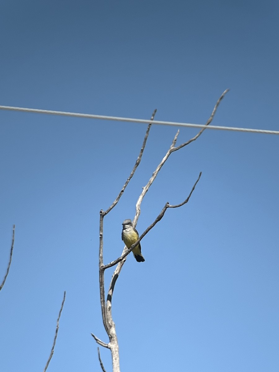 Western Kingbird - ML642458792