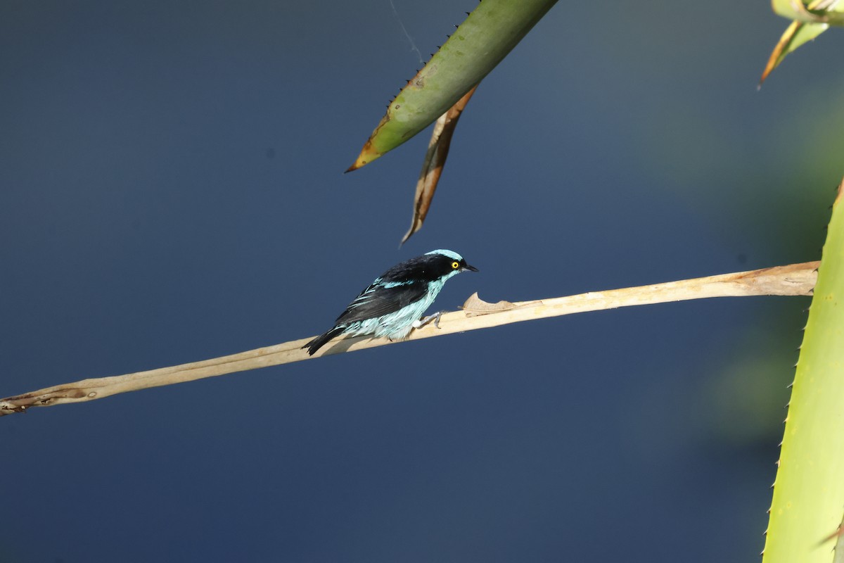 Black-faced Dacnis - ML642458813