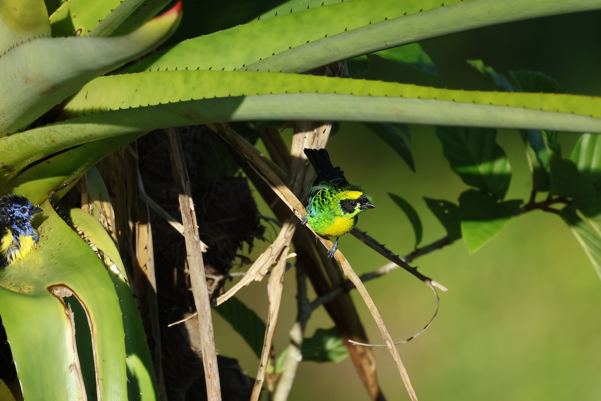 Green-and-gold Tanager - ML642458828