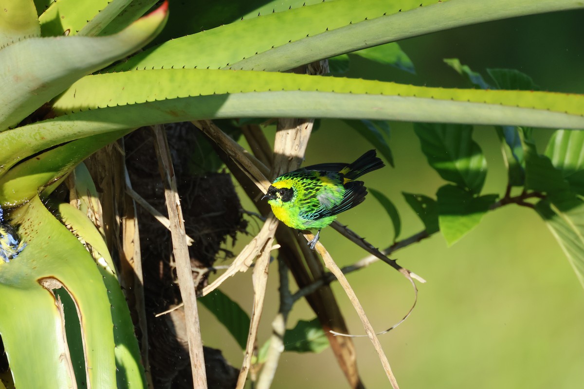 Green-and-gold Tanager - ML642458829
