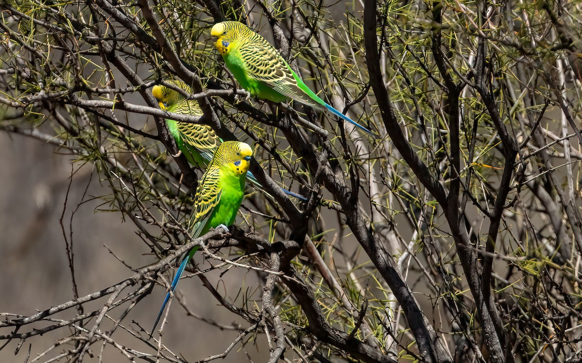 Budgerigar - ML642458831