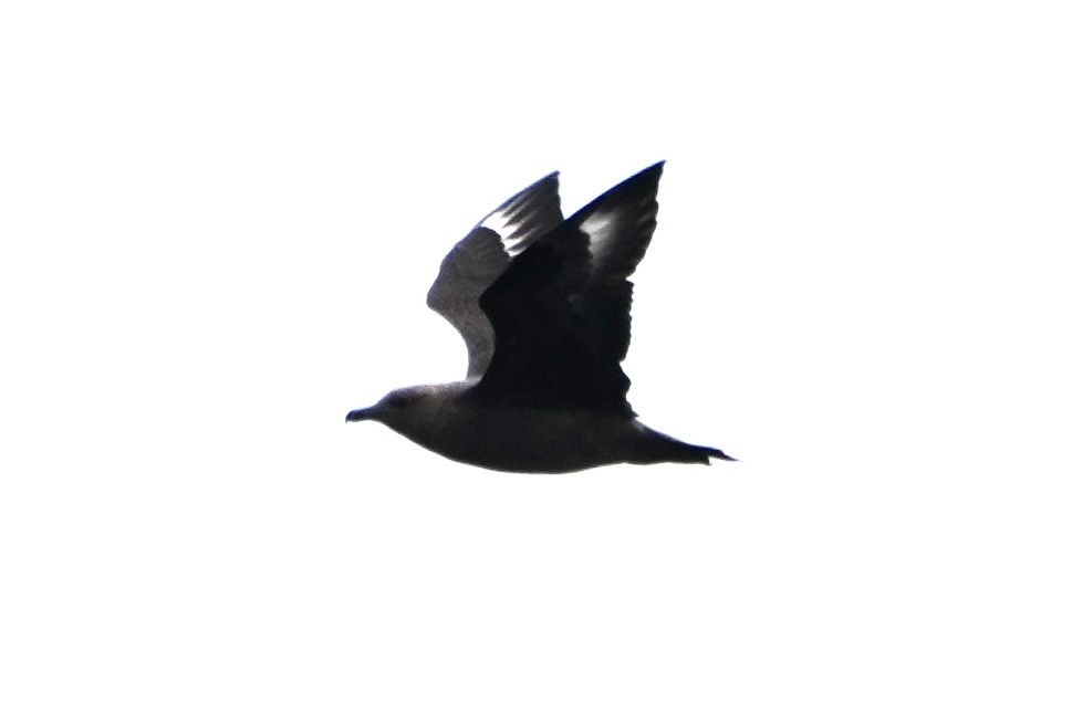sørjo - ML642458837