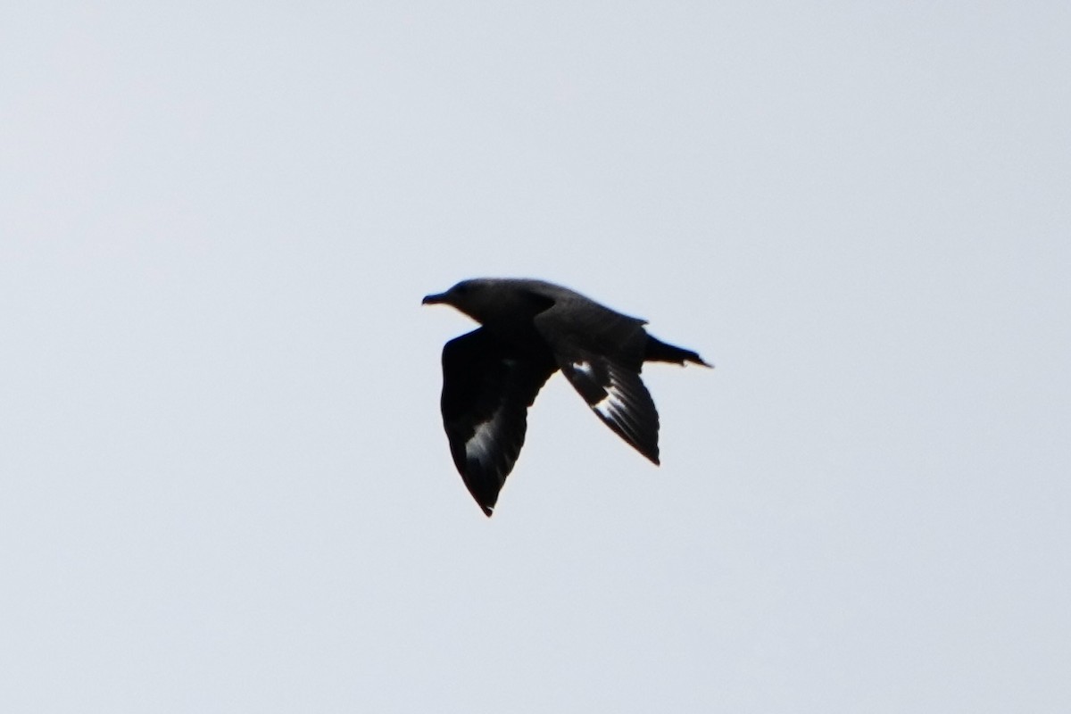 sørjo - ML642458838