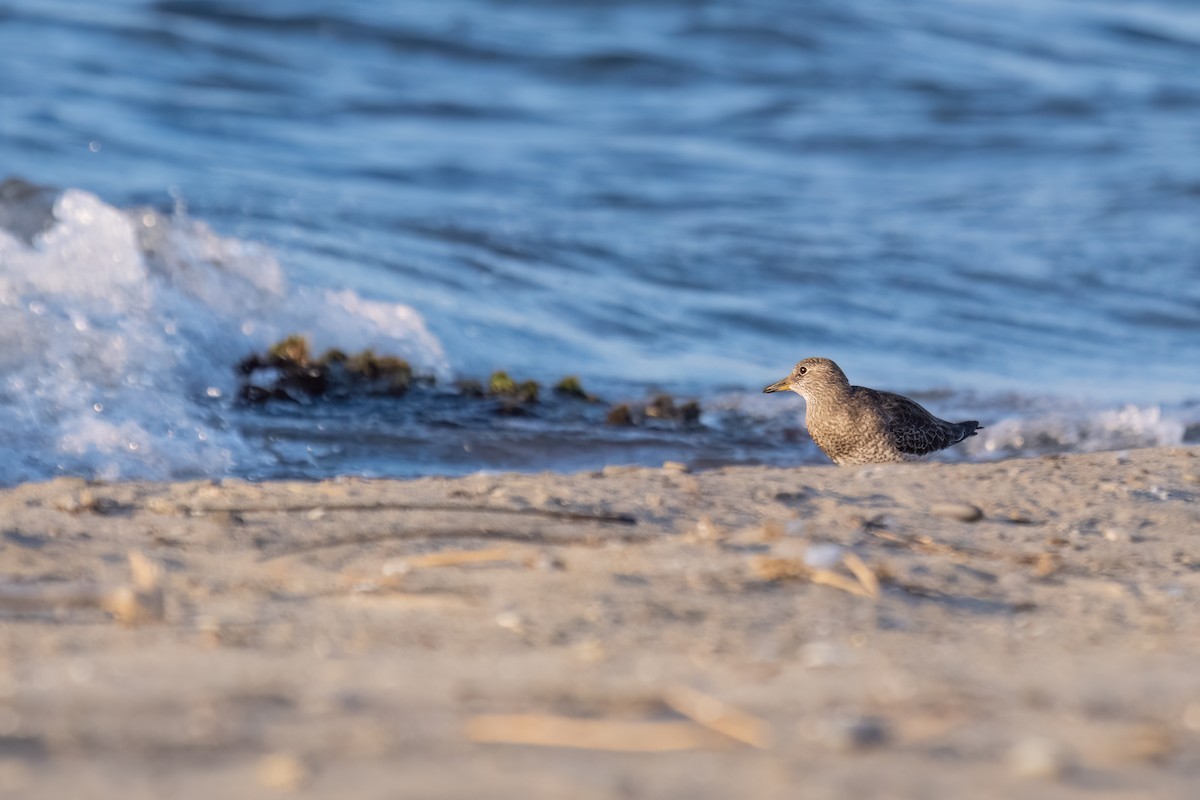 Surfbird - ML642458849