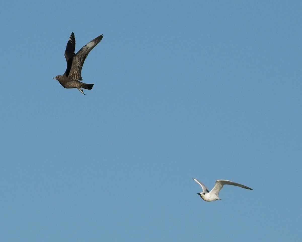 短尾賊鷗 - ML642458865