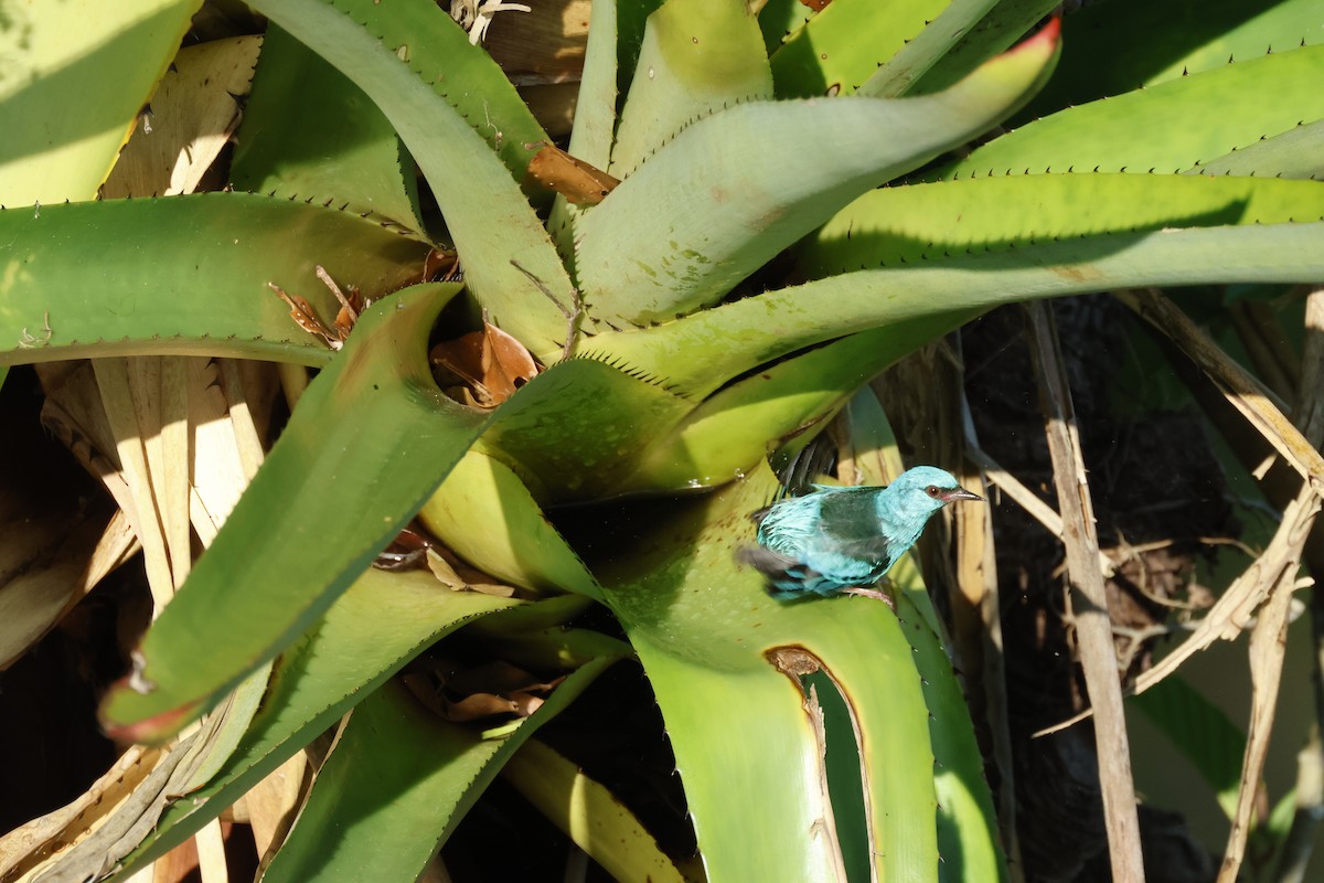 Blaukopfpitpit - ML642458888