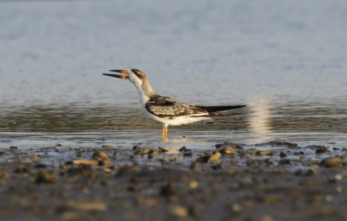 Водоріз американський - ML642458898