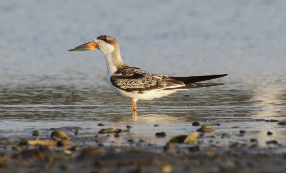 Водоріз американський - ML642458899