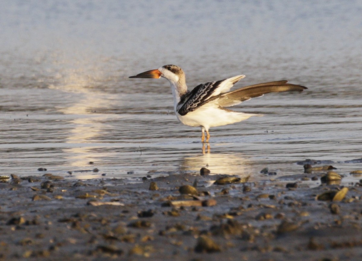 Водоріз американський - ML642458909