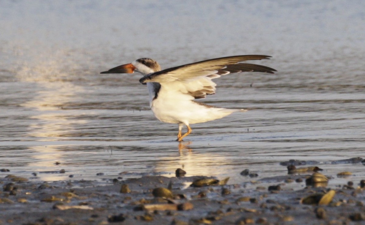 Водоріз американський - ML642458910
