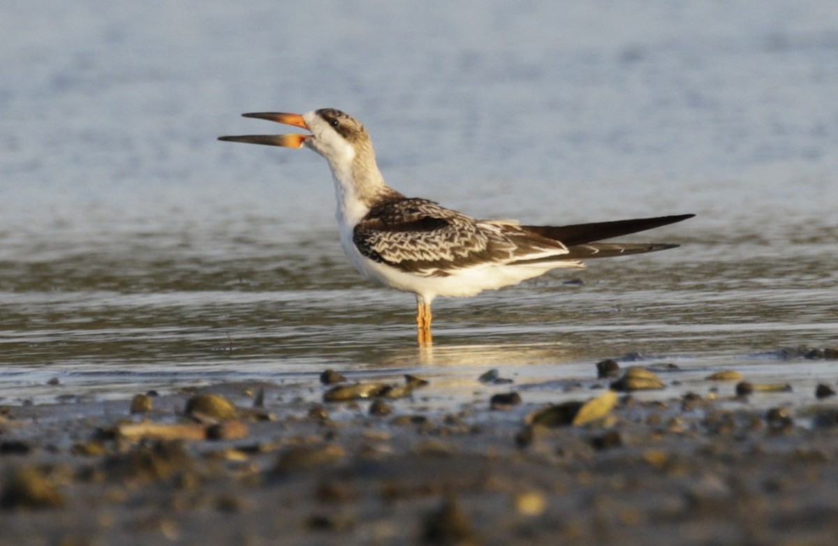 Водоріз американський - ML642458911