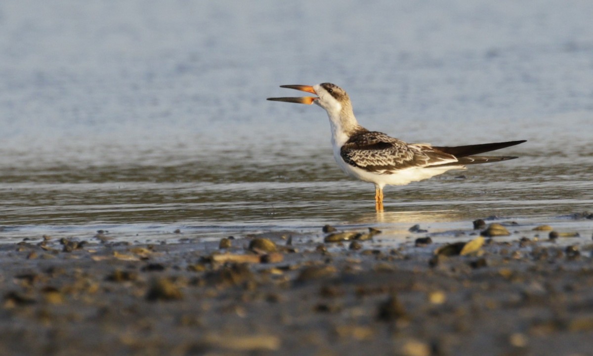 Водоріз американський - ML642458912