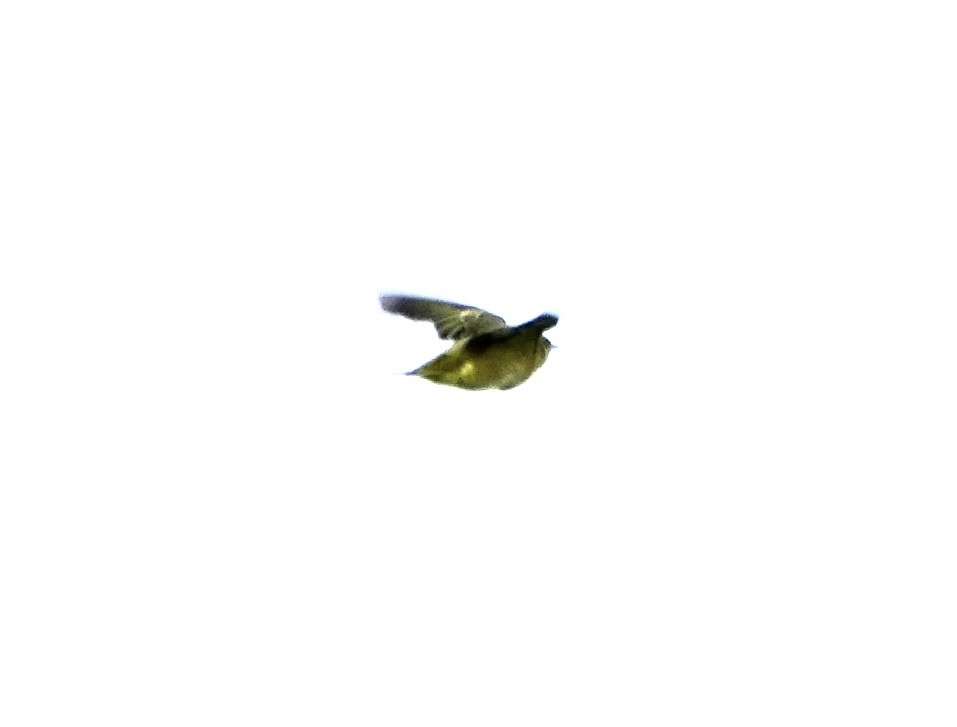 Goldwaldsänger - ML642458916