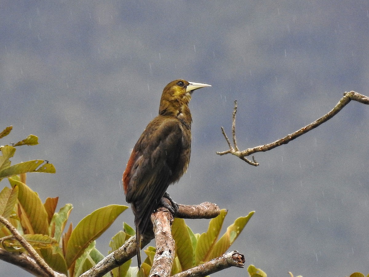 Grünschnabel-Stirnvogel - ML642458930