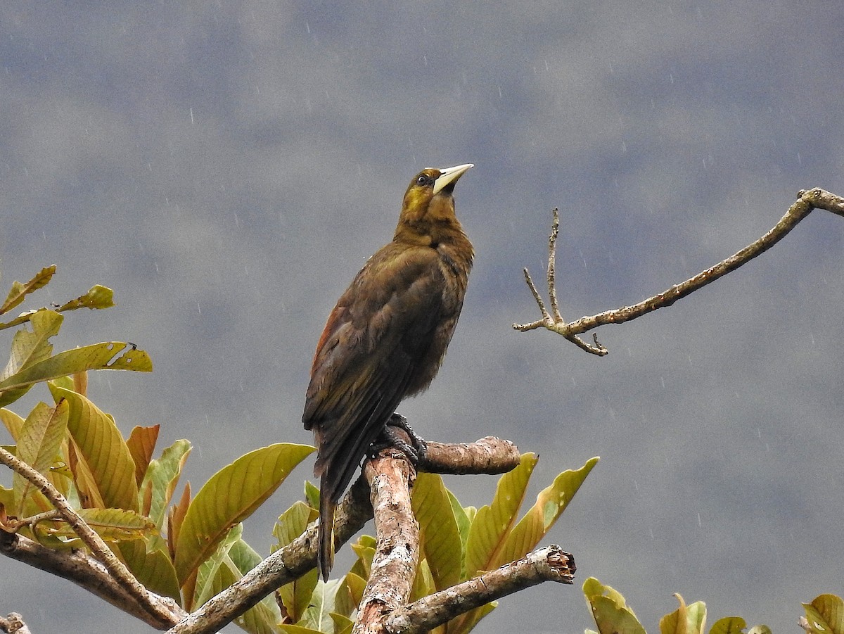 Grünschnabel-Stirnvogel - ML642458931