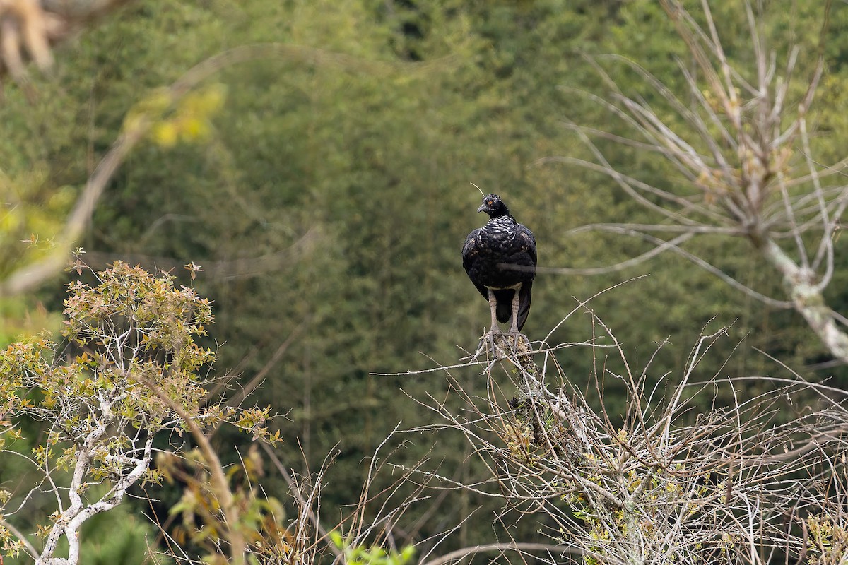 Hornwehrvogel - ML642458934