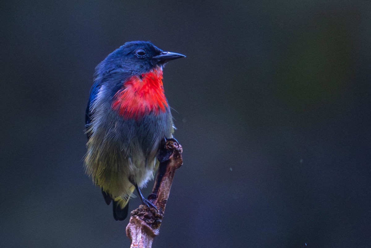 Black-sided Flowerpecker - ML642458953