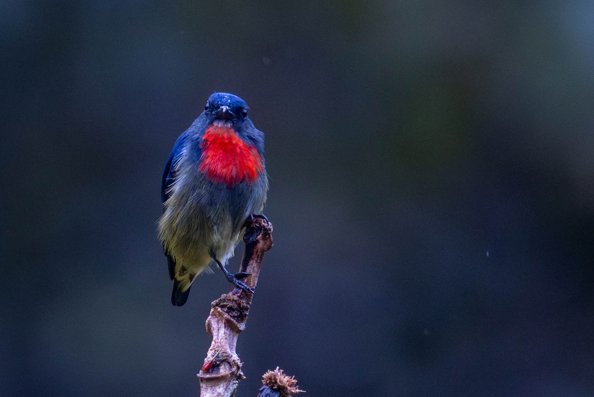 Black-sided Flowerpecker - ML642458954