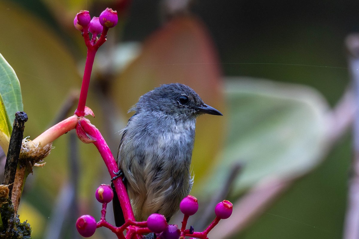 Black-sided Flowerpecker - ML642458956
