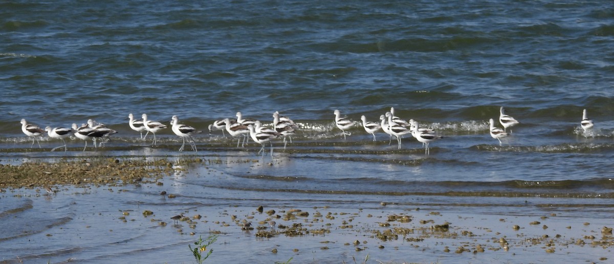 American Avocet - ML642458974