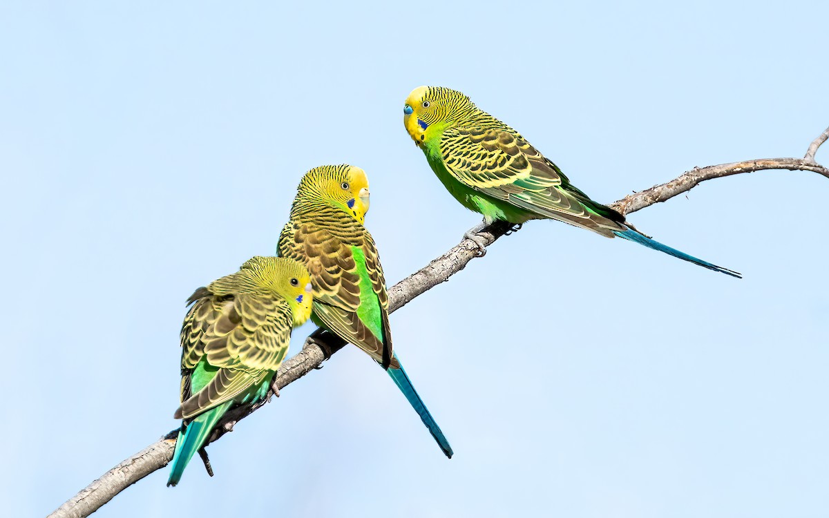 Budgerigar - ML642458976