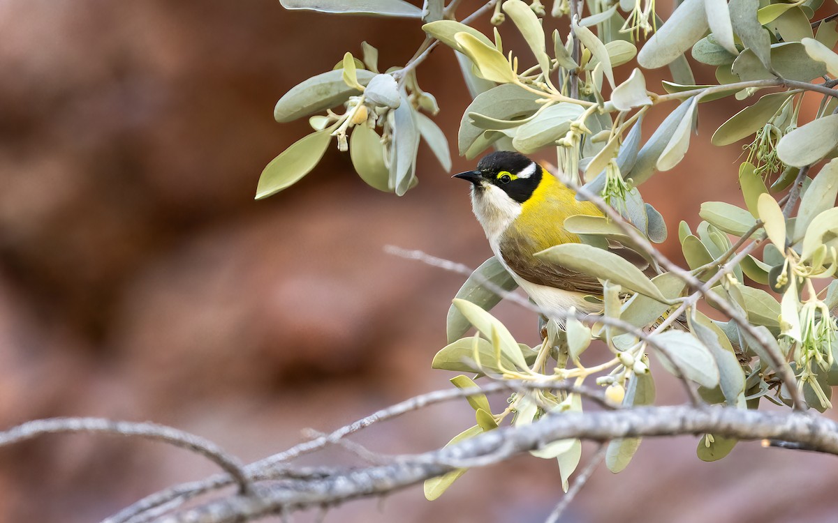 Black-chinned Honeyeater (Golden-backed) - ML642458988