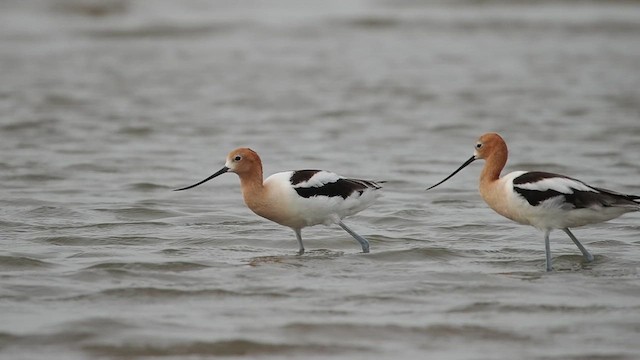 American Avocet - ML642459015