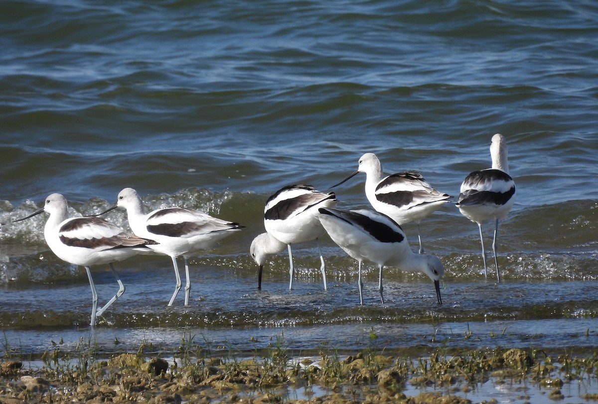 American Avocet - ML642459020
