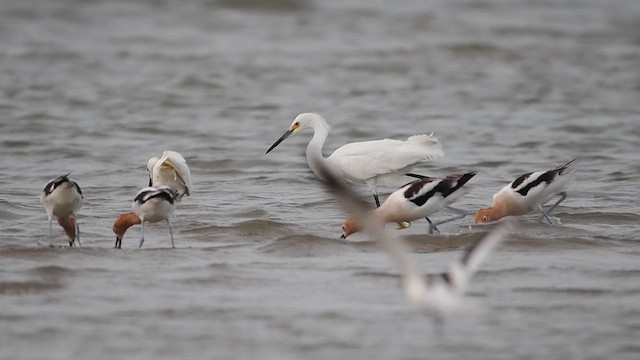 American Avocet - ML642459022