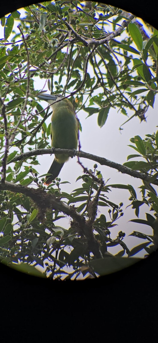 Blue-banded Toucanet - ML642459035