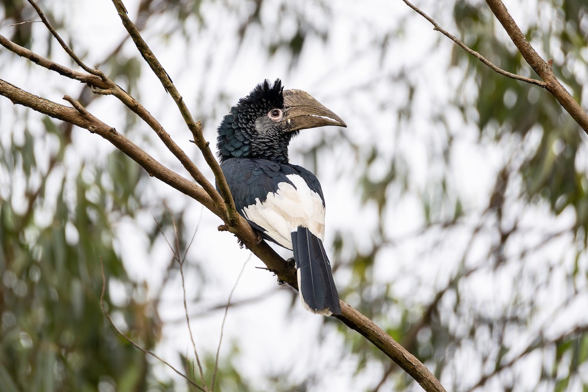 Black-and-white-casqued Hornbill - ML642459038