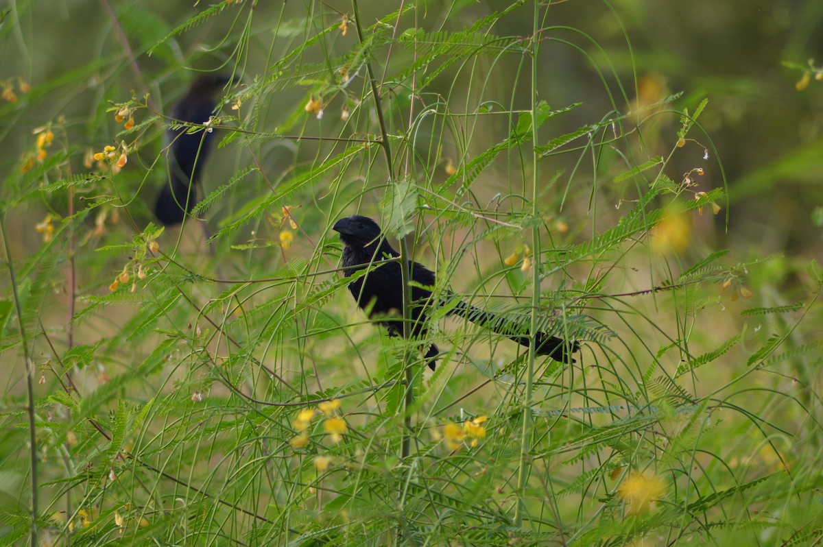 Groove-billed Ani - ML642459047