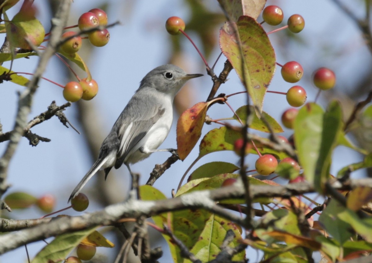Blue-gray Gnatcatcher (Eastern) - ML642459055