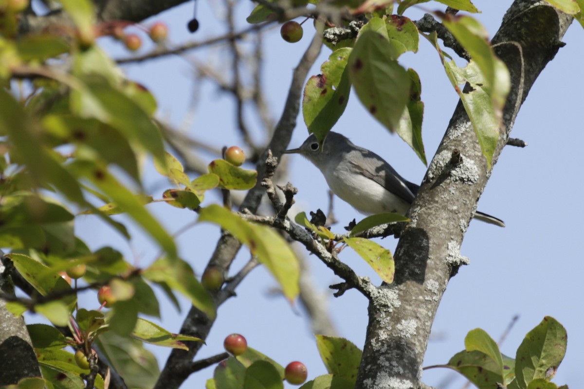 Blue-gray Gnatcatcher (Eastern) - ML642459056
