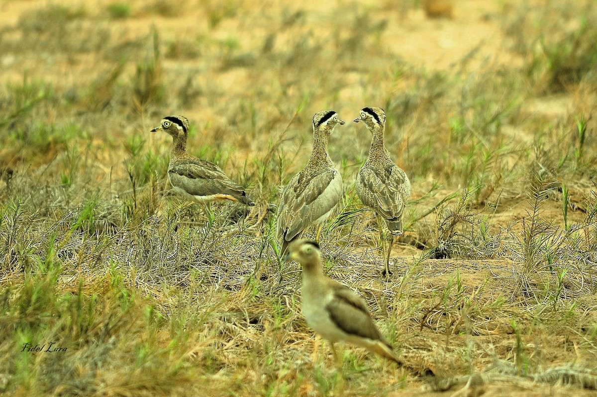 Peruvian Thick-knee - ML642459060