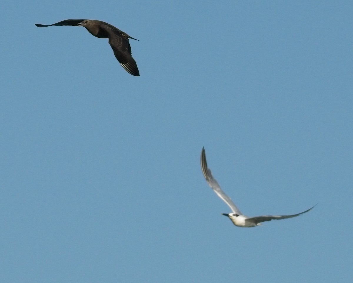 白嘴端燕鷗 - ML642459064