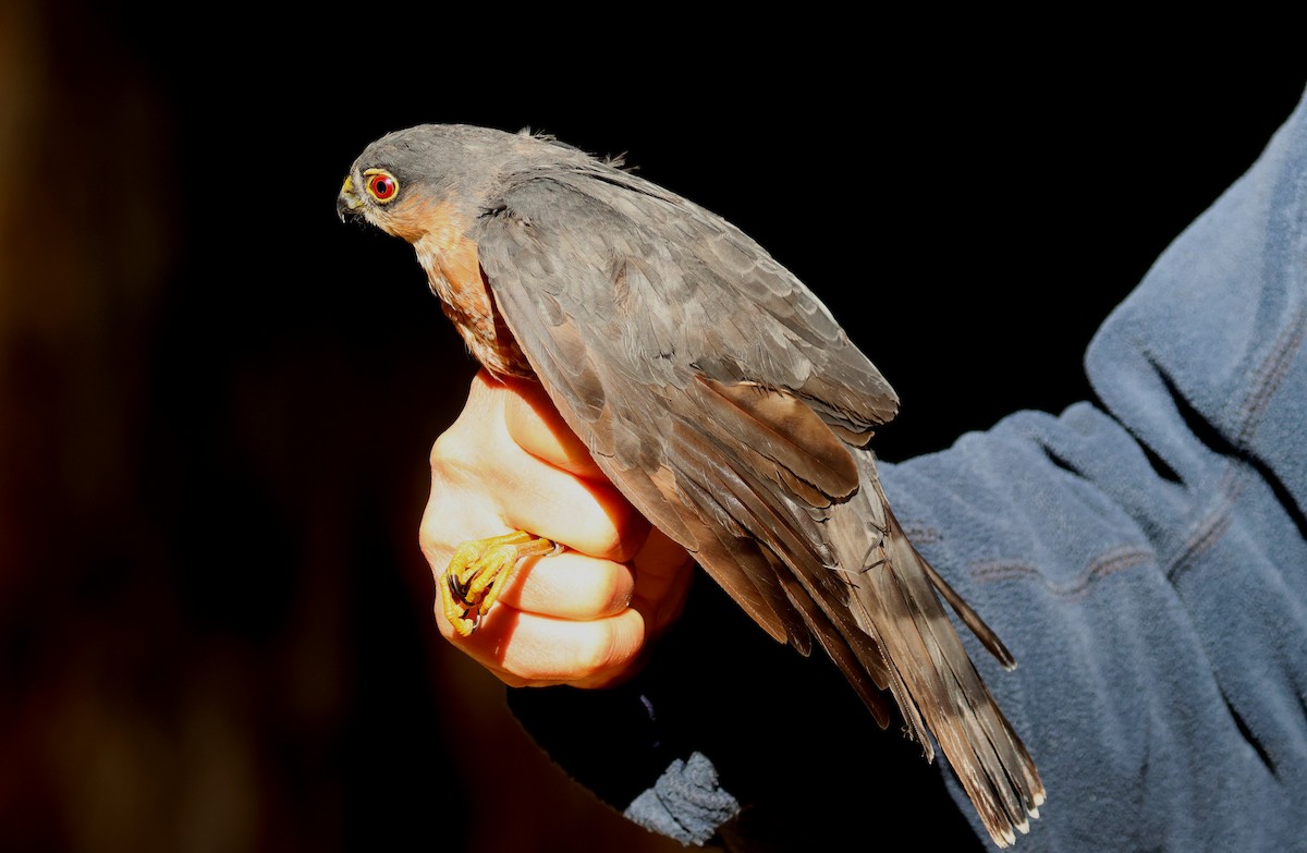 Sharp-shinned Hawk - ML642459071