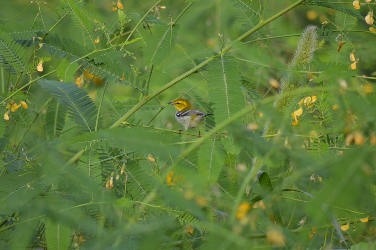 Black-throated Green Warbler - ML642459078