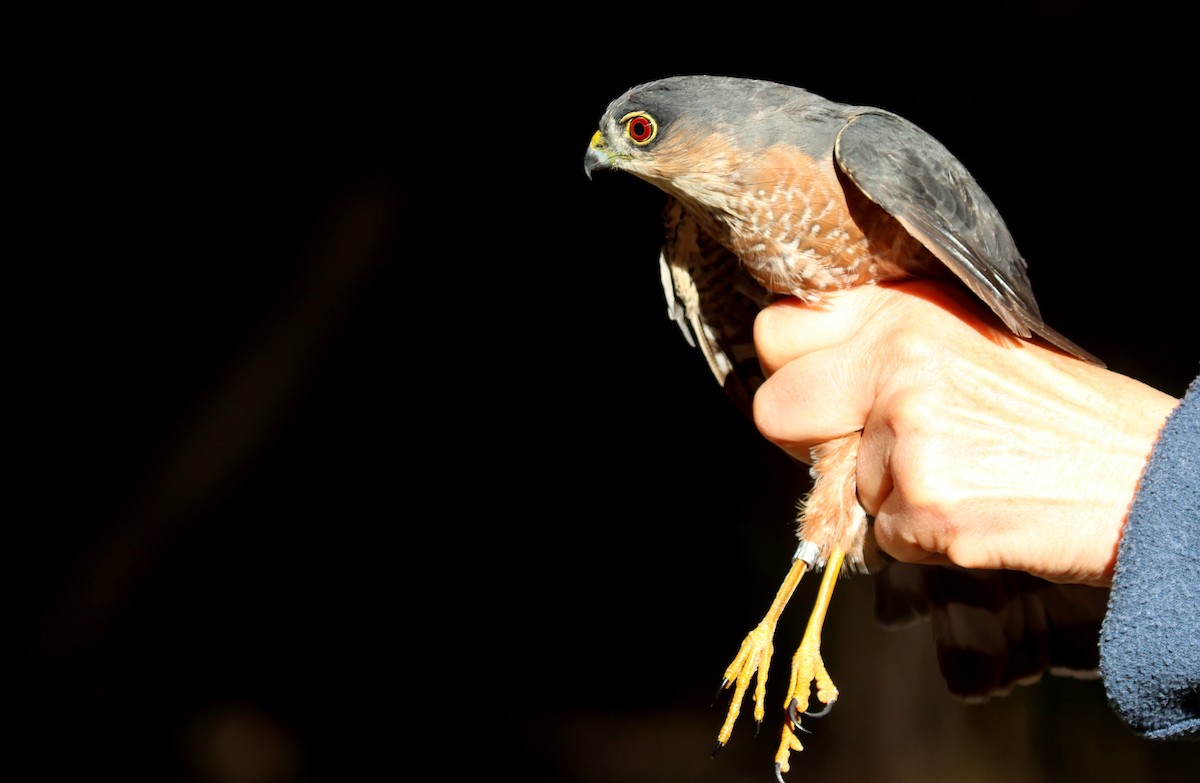 Sharp-shinned Hawk - ML642459098