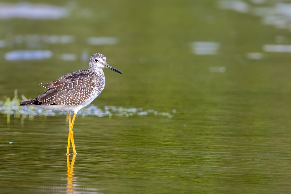 plystresnipe - ML642459119
