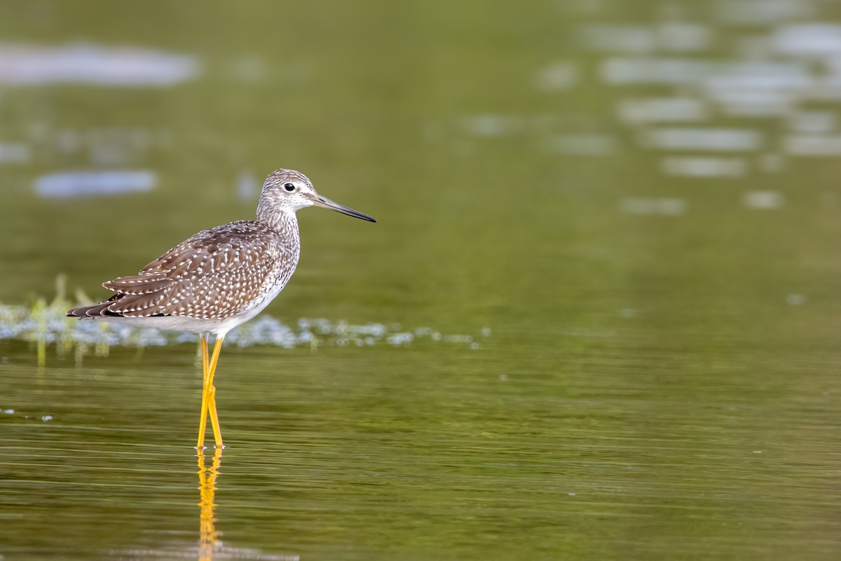 plystresnipe - ML642459120