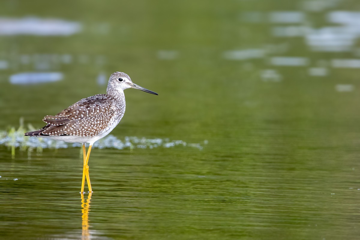 plystresnipe - ML642459121