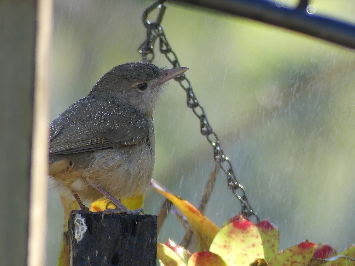Rufous Shrikethrush - ML642459133