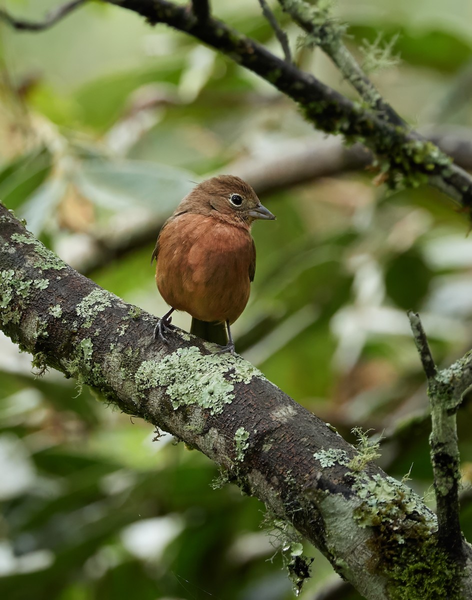 Red-crested Finch - ML642459134